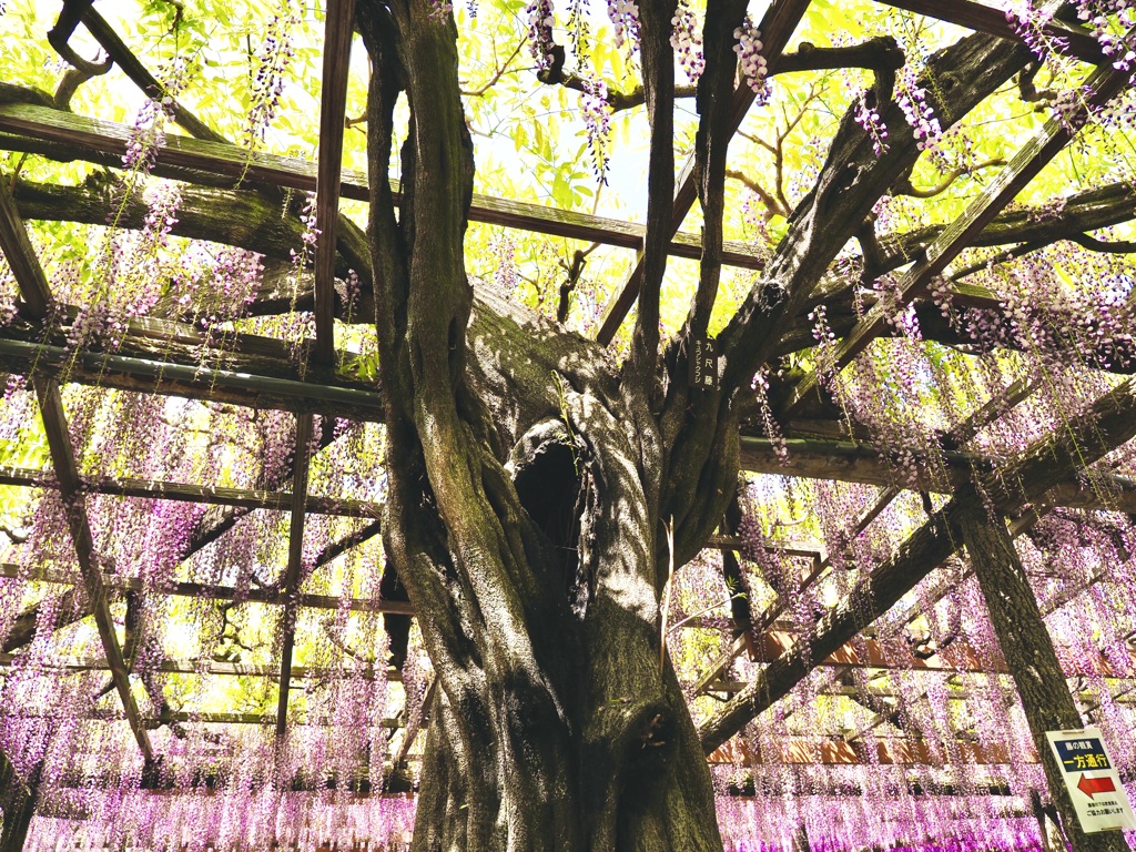 樹木のサニーデイ