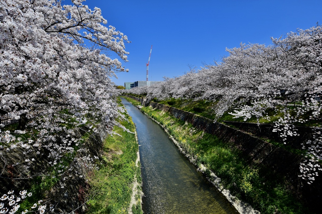 山崎川