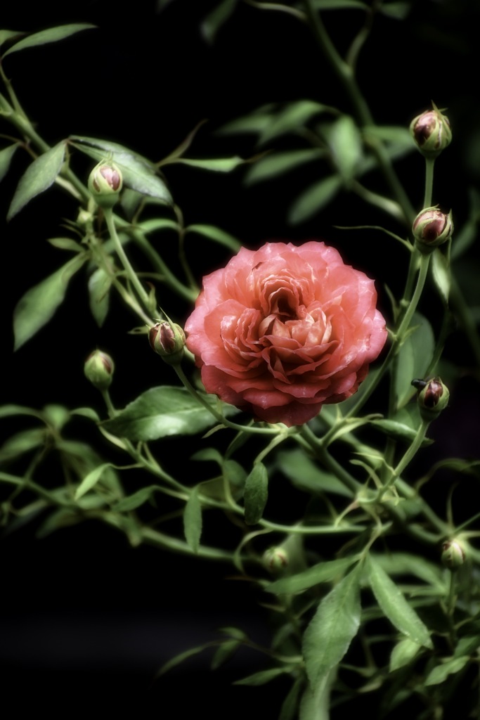Rose I saw at the zoo.