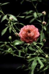Rose I saw at the zoo.