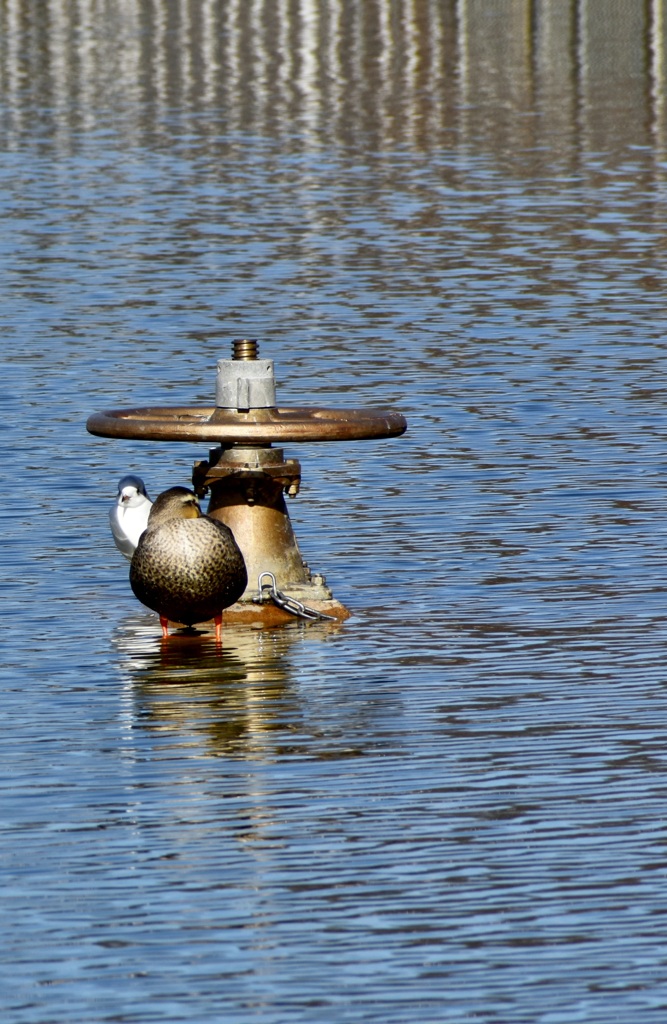 Bird seen in the Shirotori park