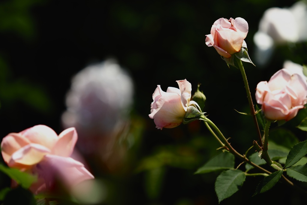 薔薇園の囁き