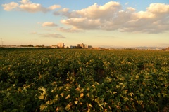 農業王国の、夕刻。