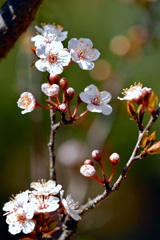 White plum blossoms in Denpark