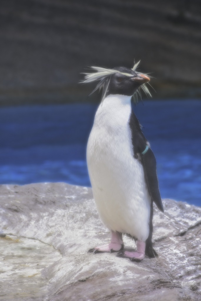 ペンギンがいた暑い日