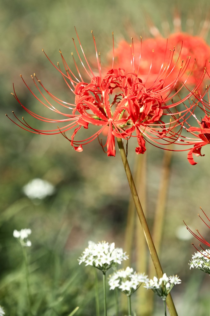 A stroll while looking at spider lilies.