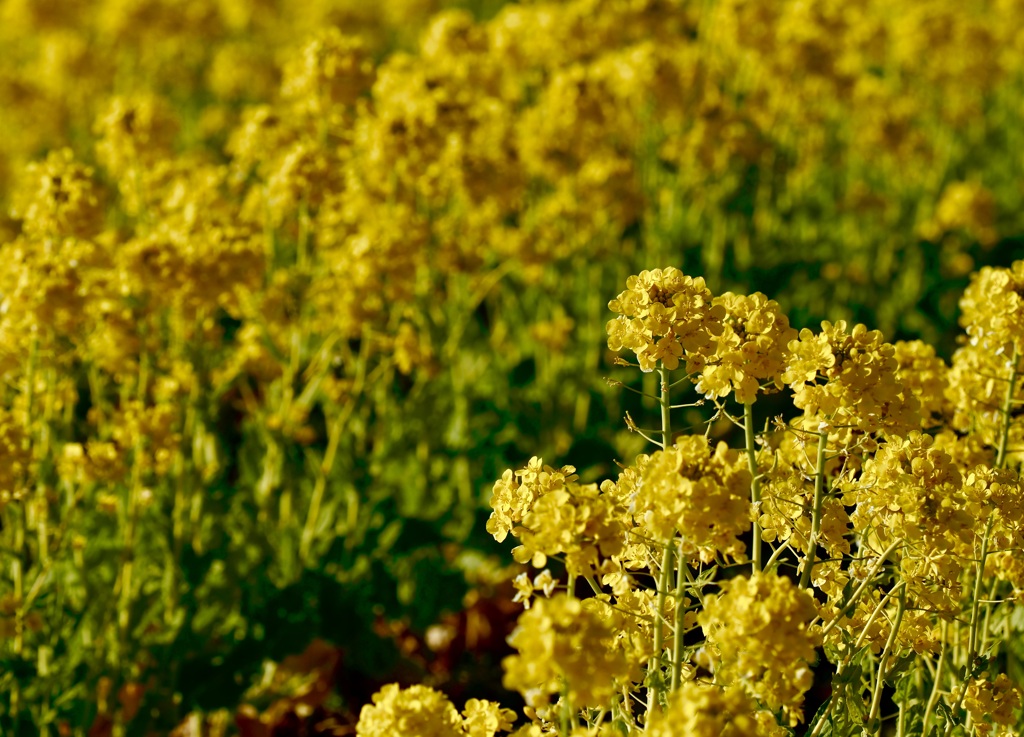  field mustard