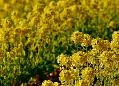  field mustard