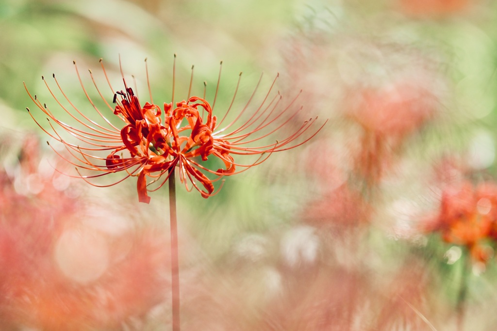 cluster amaryllis