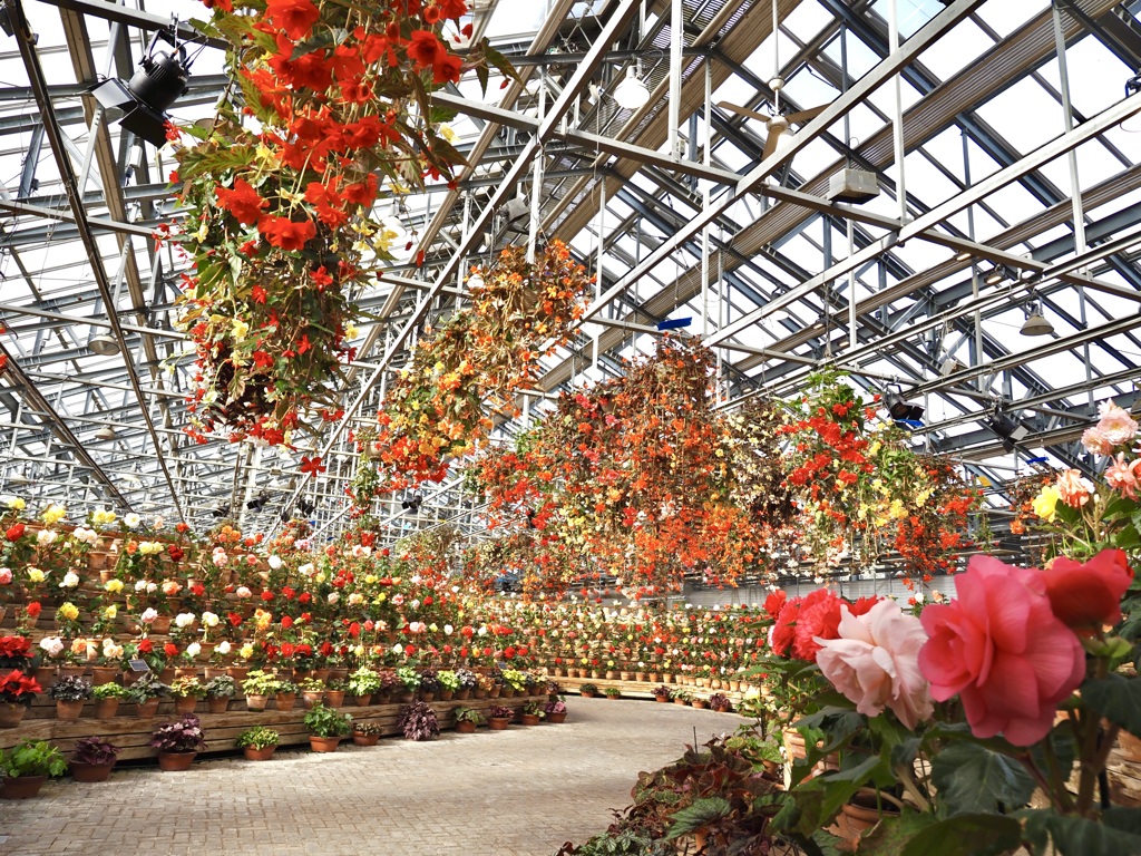 Stroll through the begonia garden