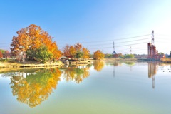 午前の落合公園、紅葉の彩り。