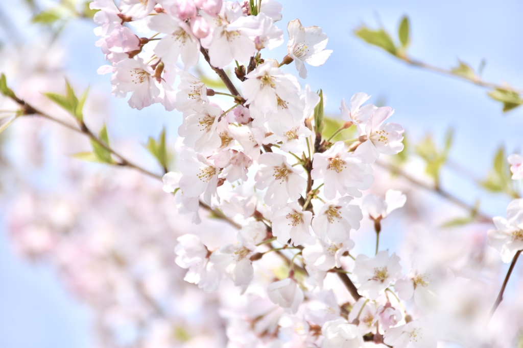 桜