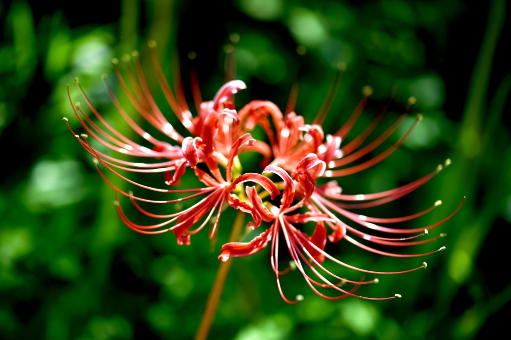 Impression of red licorice