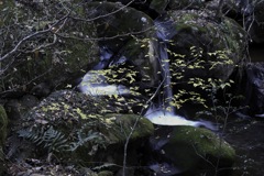 秋の森をすすむ