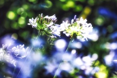 Agapanthus Soul