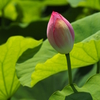 Closed Lotus
