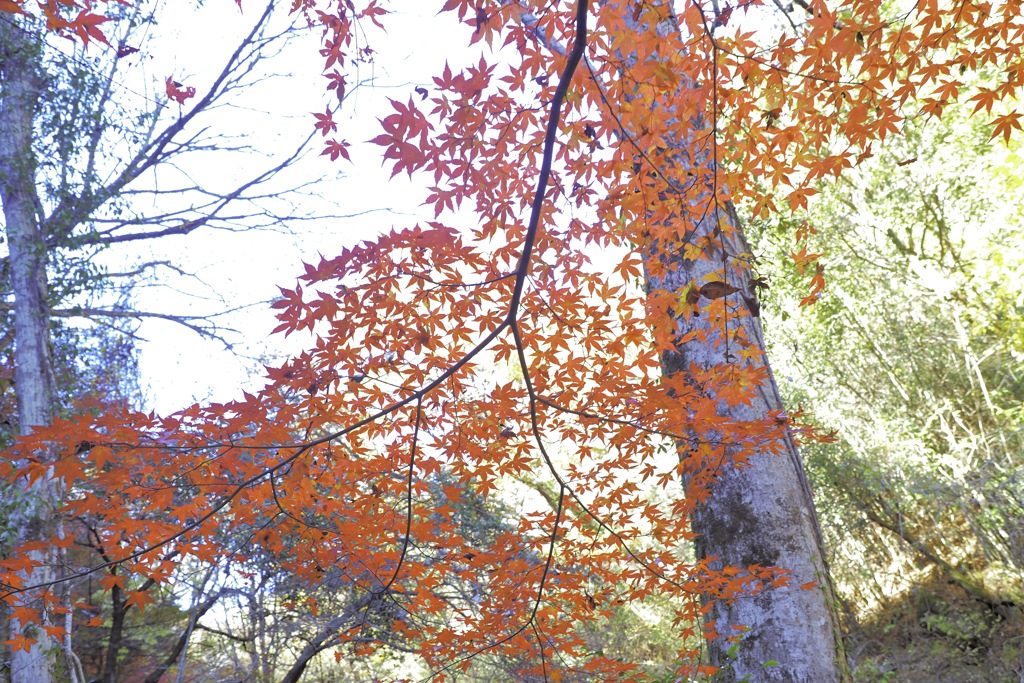 秋の森で立ち止まる