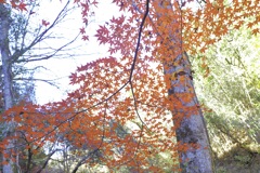 秋の森で立ち止まる