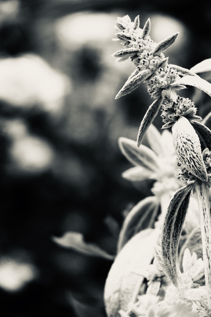 里の花