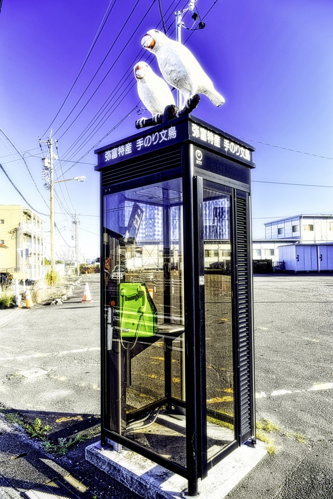 白文鳥と電話ボックス