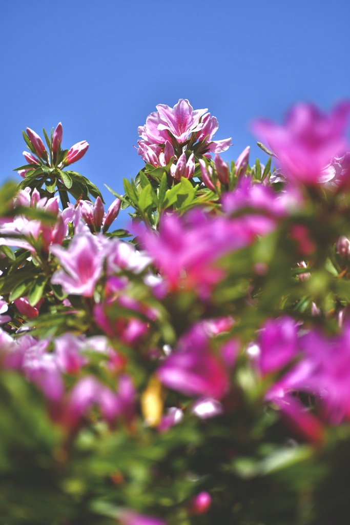 Azalea on a clear day by ラーべ （ID：12460052） - 写真共有サイト:PHOTOHITO