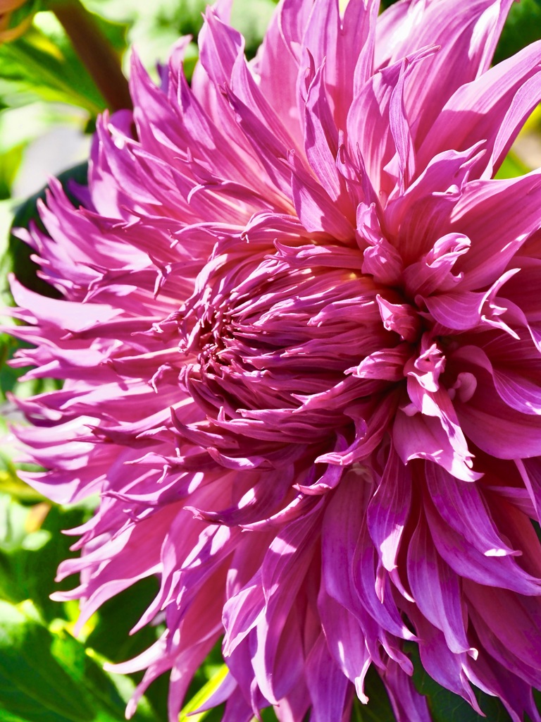 Dahlia living in an illusion