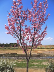 ハートの陽光桜