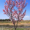 ハートの陽光桜