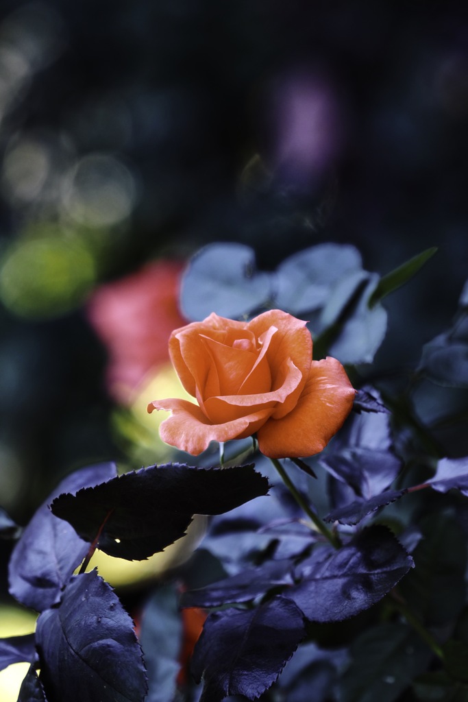 公園で咲いていた薔薇