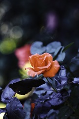 公園で咲いていた薔薇 公園で咲いていた薔薇