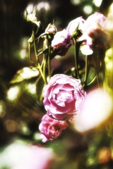 春薔薇の瞬き