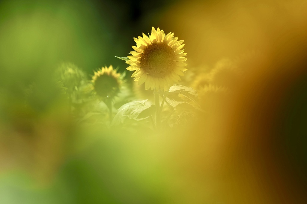 Sunflower shining in the darkness