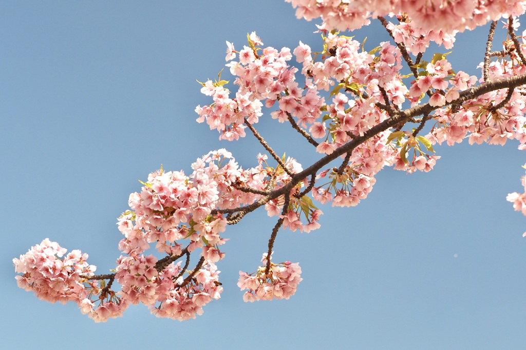 ひと枝の河津桜