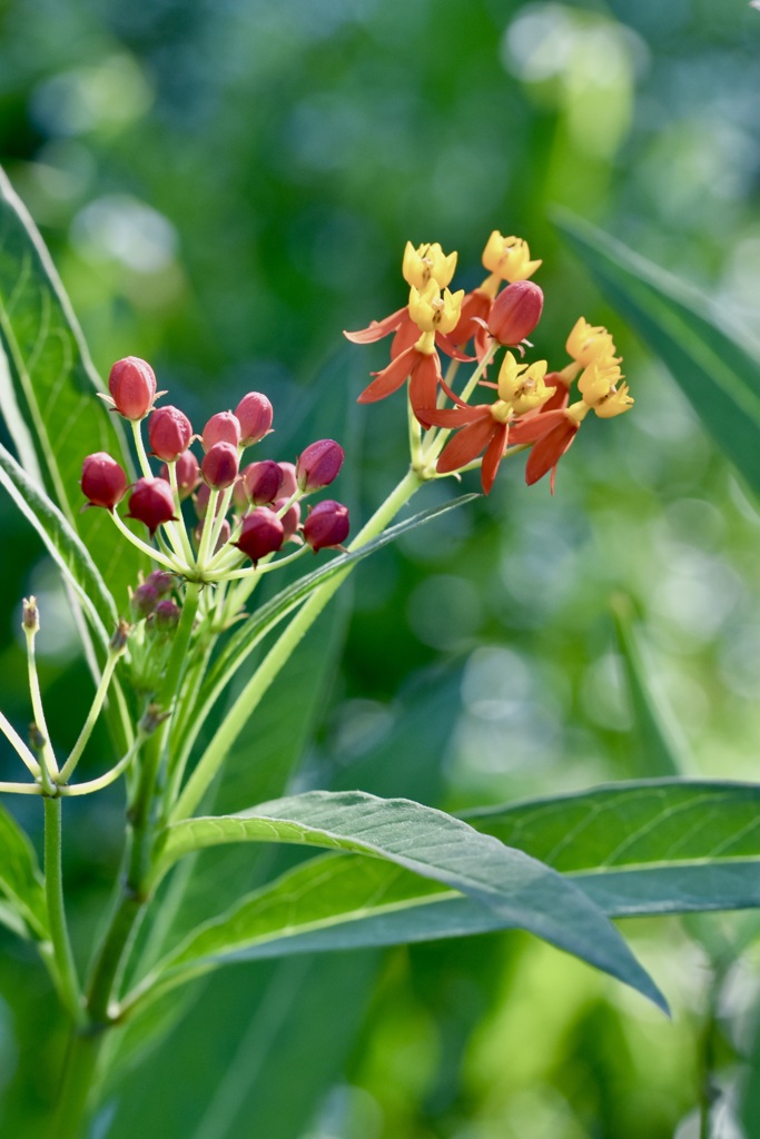 Asclepias curassavica