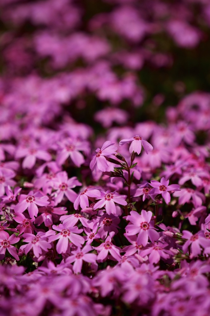 Phlox subulata in Mitsumata Pond Park