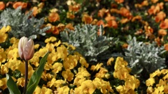 Flower bed