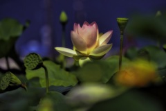 Peach-like lotus I saw while walking.