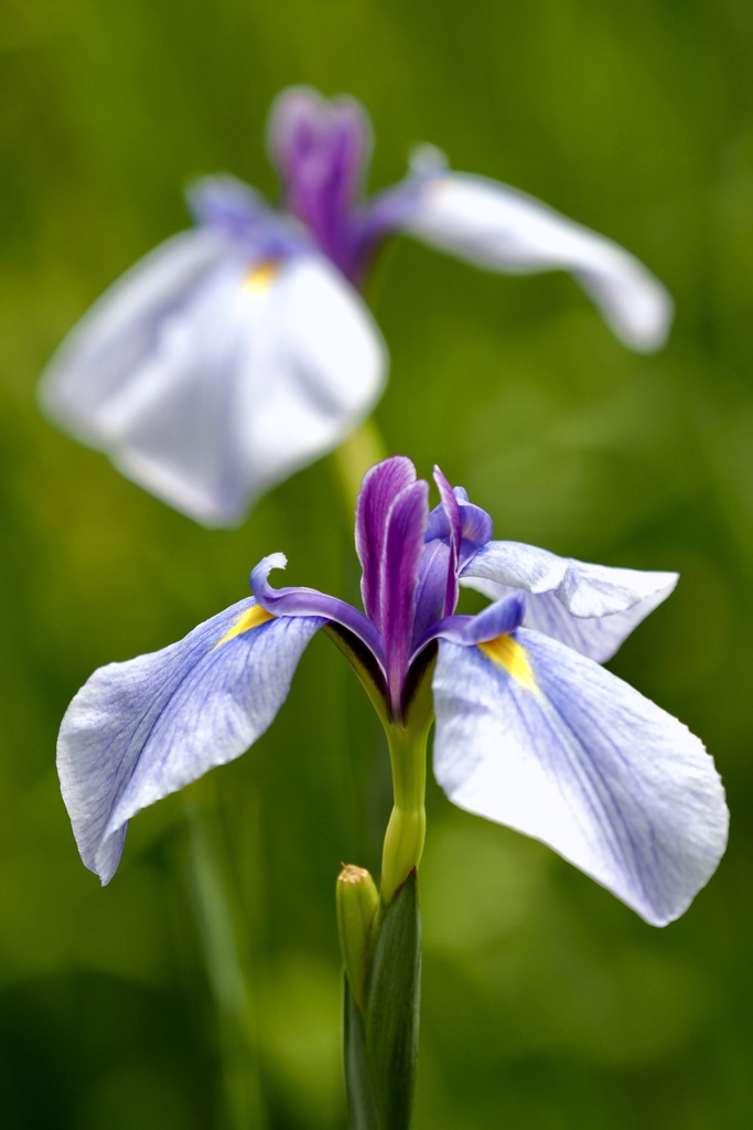 花菖蒲ツインズの舞い