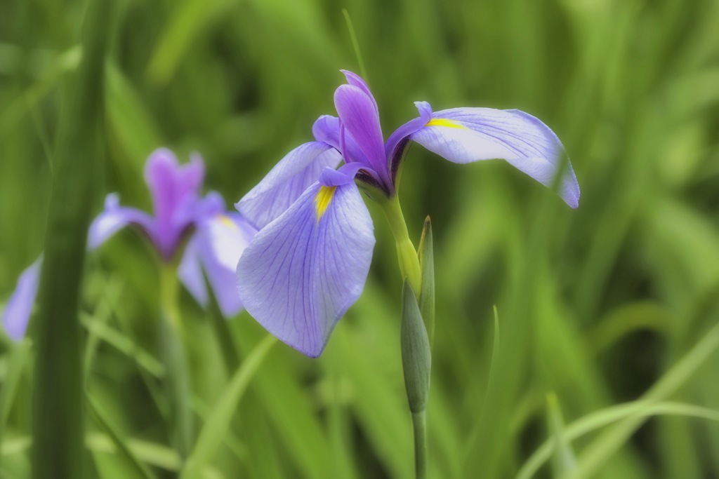 緑の中の花菖蒲