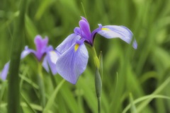 緑の中の花菖蒲