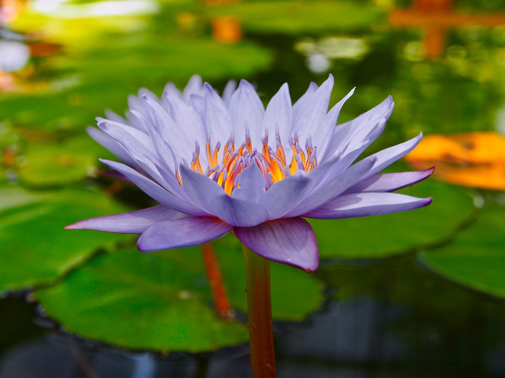 風通しの良い施設内の花。