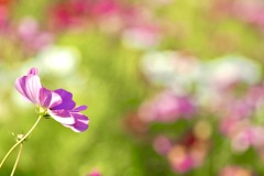 The lovely cosmos flower is happy