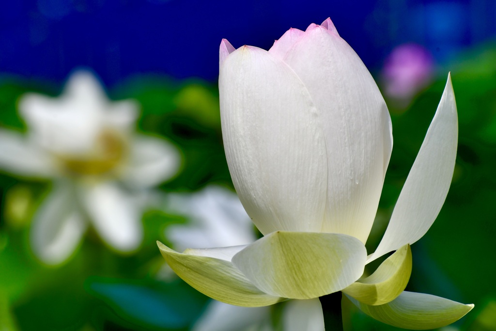 FUNNY LOTUS in morikawa-hana-hasuta