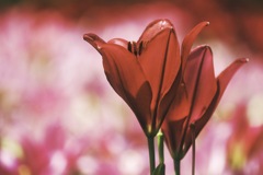 赤い百合の花