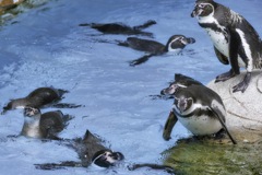 ペンギンたちがいた暑い日