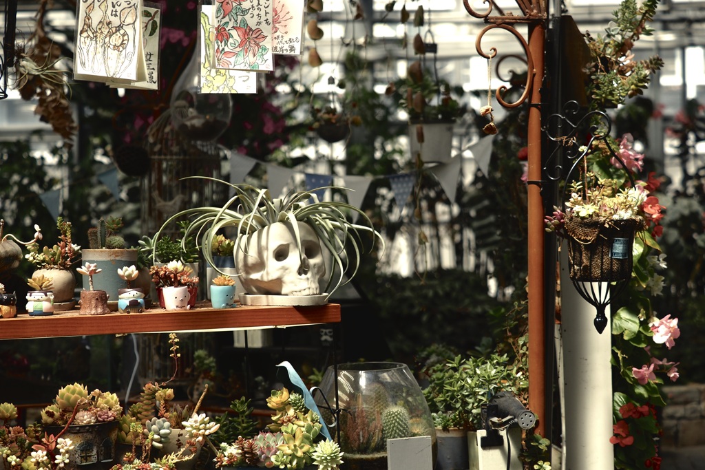 様々な植木鉢
