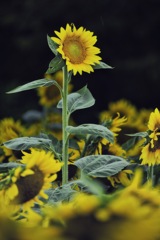 A sunflower stands bravely and straight.