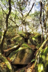 秋の森の棲み家