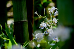 gently blooming Iris japonica