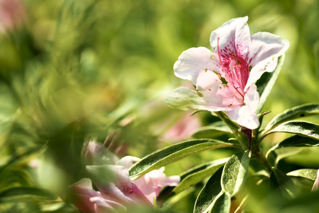 Azalea